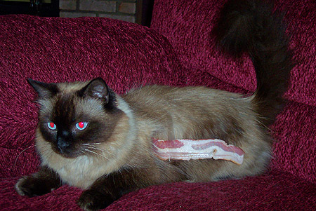 bacon taped to a cat